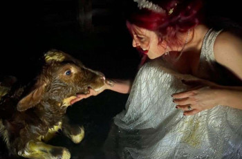 ავსტრალიელმა ქალმა საკუთარ ქორწილში ძროხა ამშობიარა  ფოტო