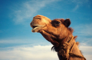 ომანში აქლემები სილამაზის კონკურსზე ბოტოქსის გამო არ დაუშვეს