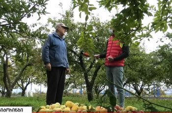 არასტანდარტულ ვაშლზე მიღებული სუფსიდიით გორელიები სოფლებში უკმაყოფილოები არიან-ფერმერების გასაჭირი 6.10.2021