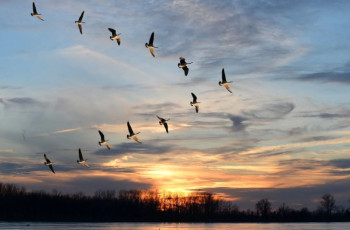 პირველი მარტიდან ნადირობა იკრძალება